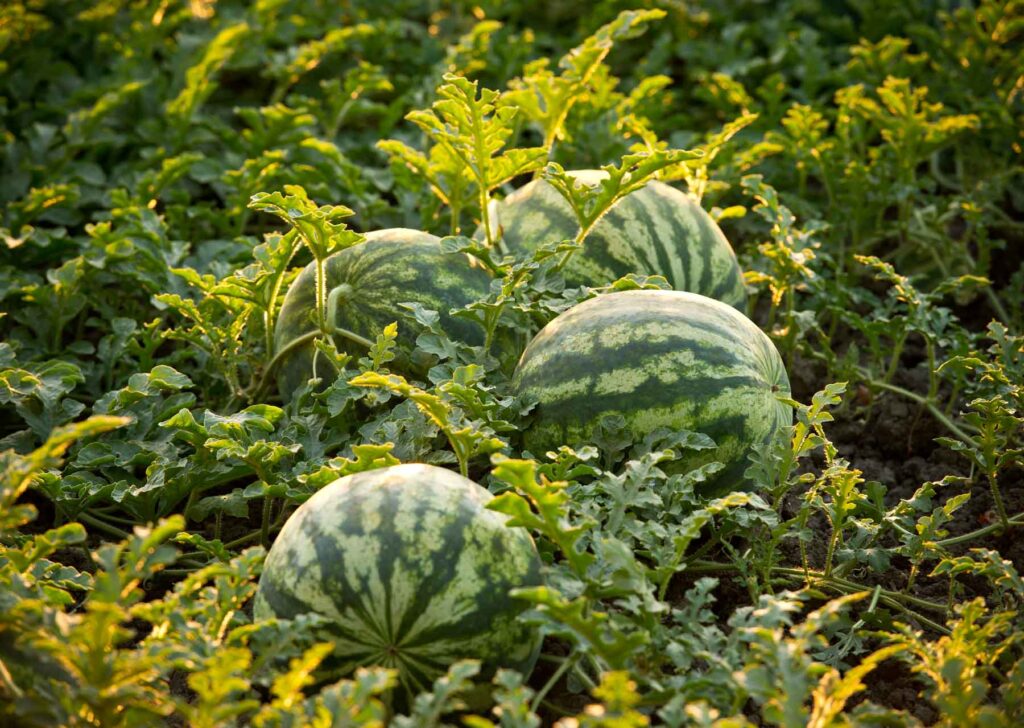 How Deep Do Watermelon Roots Grow