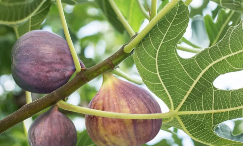 How Long Do Fig Trees Live