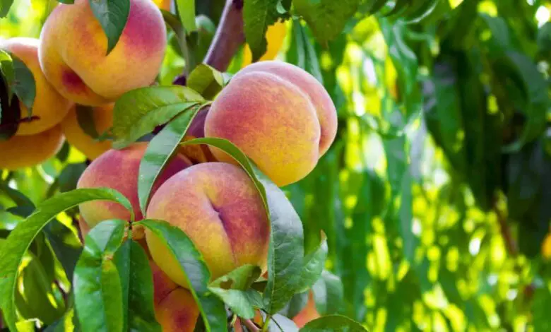 How Long Do Peach Trees Live