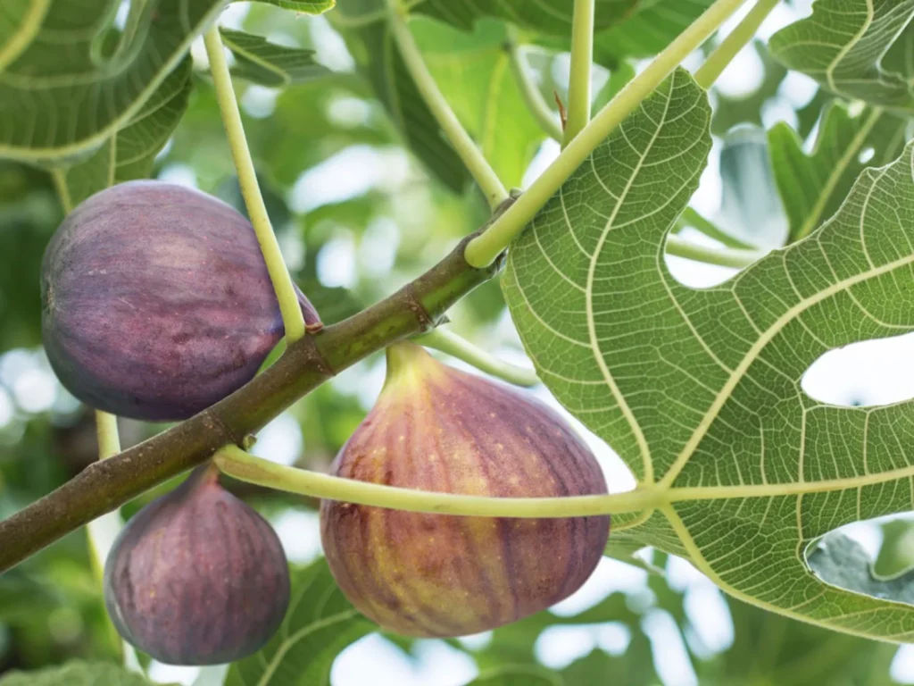 How To Force A Fig Tree To Fruit