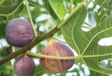 How To Force A Fig Tree To Fruit
