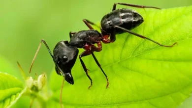 How To Keep Ants Off Fruit Trees
