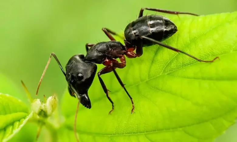 How To Keep Ants Off Fruit Trees 780x470.webp