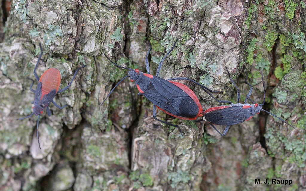 How To Keep Bugs Off Fruit Trees