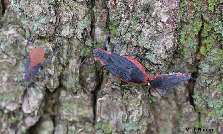 How To Keep Bugs Off Fruit Trees