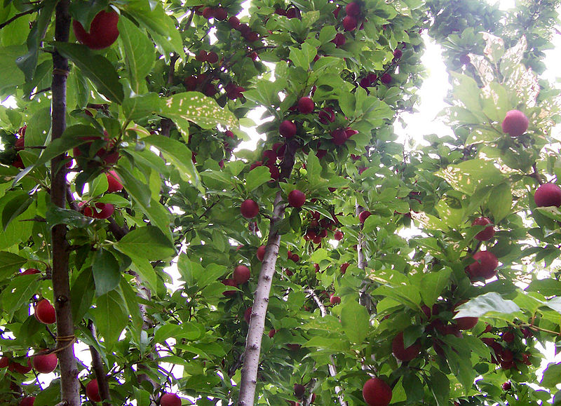 How To Keep Squirrels Out Of Fruit Trees