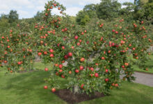 How To Prune A Fruit Tree To Keep It Small