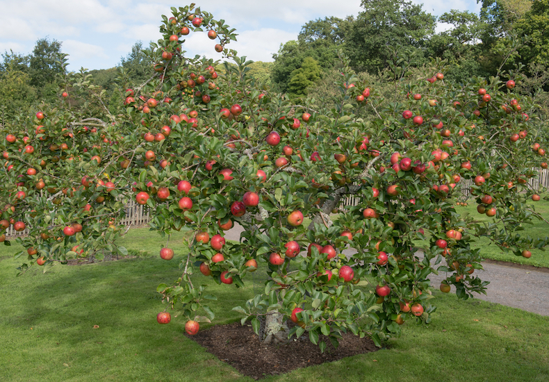 How To Prune A Fruit Tree To Keep It Small