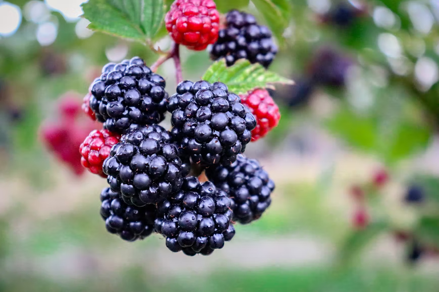 How To Take Bitterness Out Of Blackberries