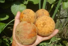 How to Grow Santol from Seeds