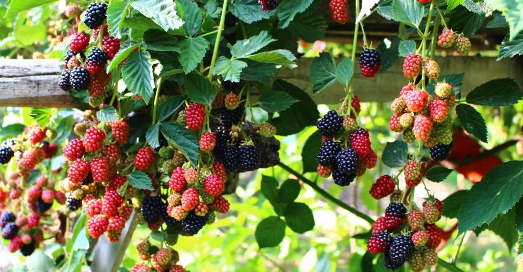 How to Keep Blackberries from Spreading