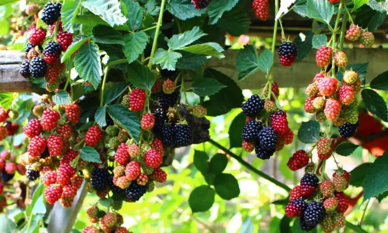 How to Keep Blackberries from Spreading