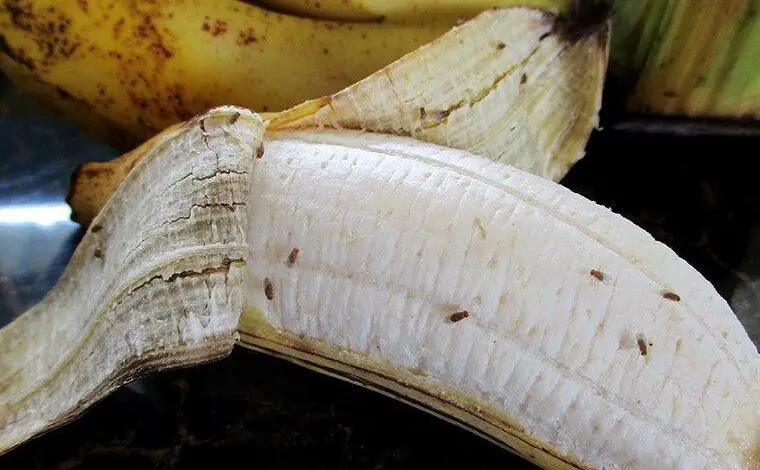 How to Keep Fruit Flies Away from Bananas: 100% Working Tips