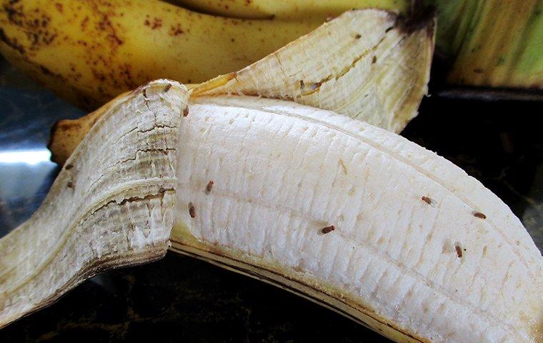 How to Keep Fruit Flies Away from Bananas: 100% Working Tips