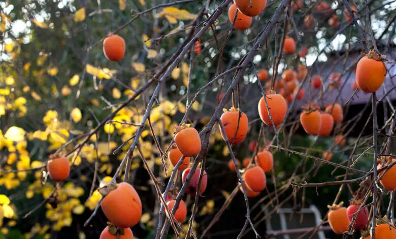 Are Persimmon Trees Self-Pollinating