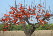 How to Prune Persimmon Tree Properly Like a Pro