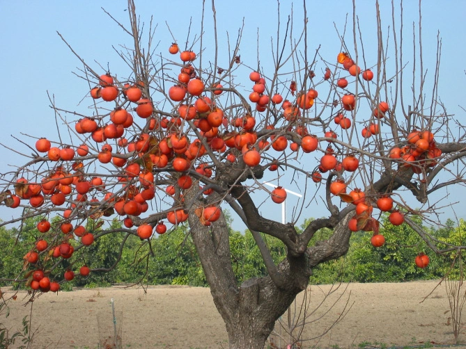 How to Prune Persimmon Tree Properly Like a Pro