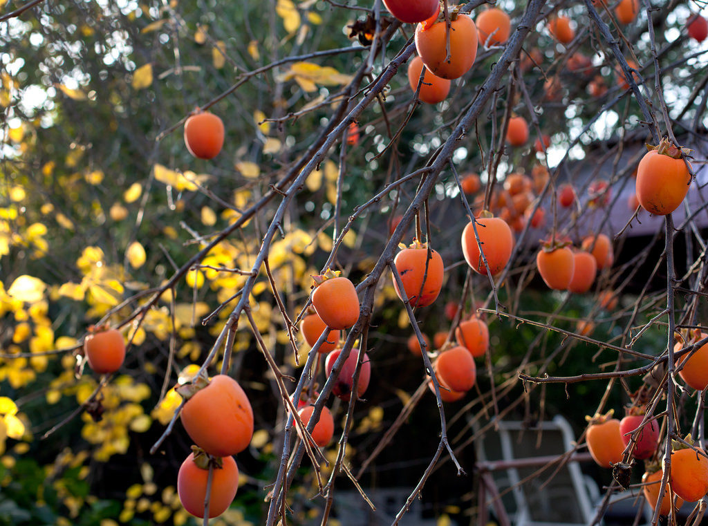 Are Persimmon Trees Self-Pollinating