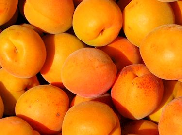 Is Apricot A Tropical Fruit