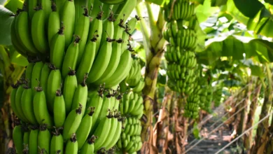 Is Banana A Tropical Fruit