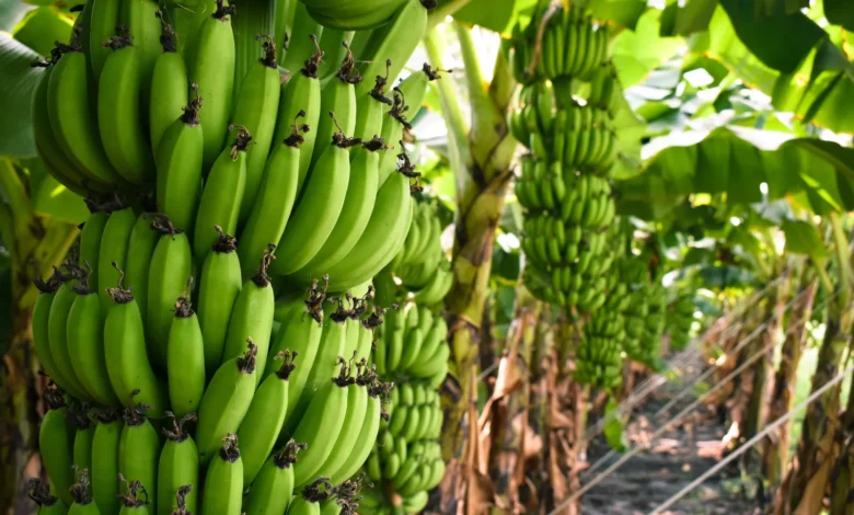 Is Banana A Tropical Fruit