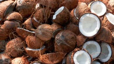 Is Coconut A Tropical Fruit