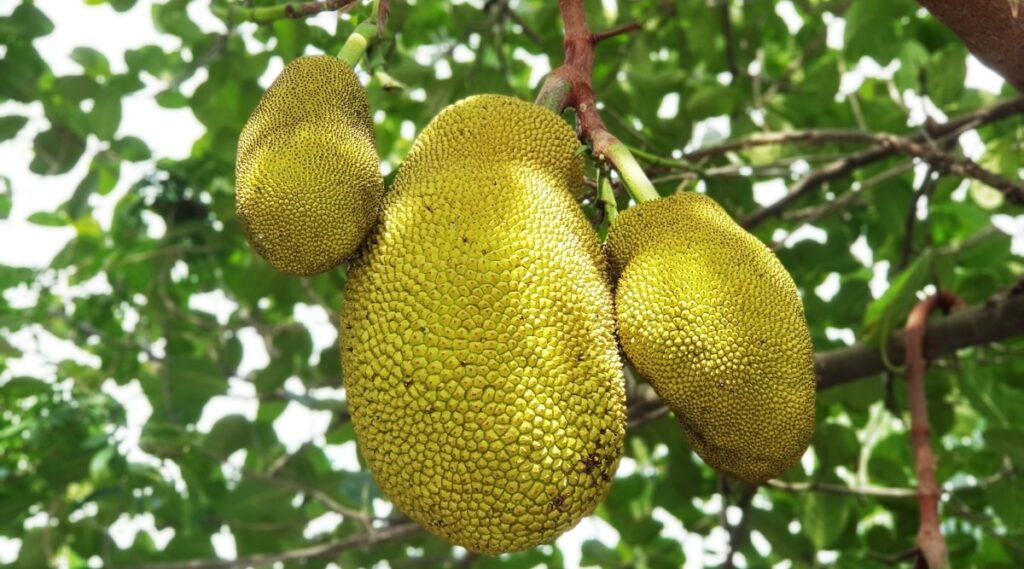 Is Jackfruit A Tropical Fruit