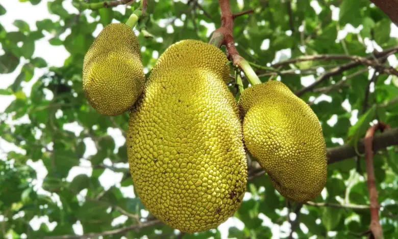 Is Jackfruit A Tropical Fruit
