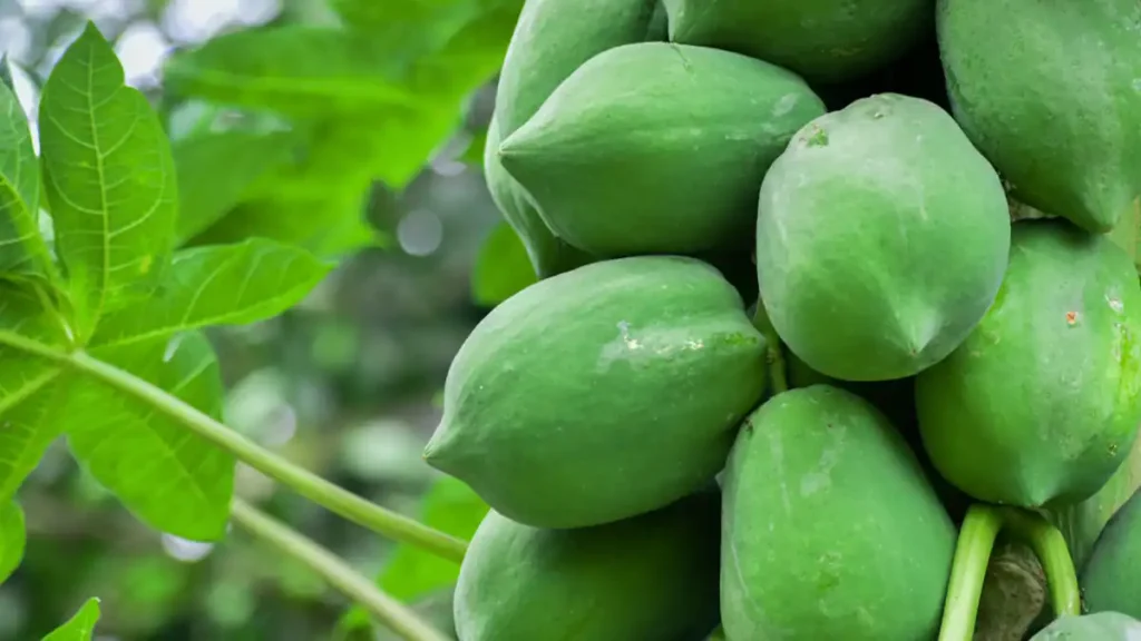 Is Papaya A Tropical Fruit