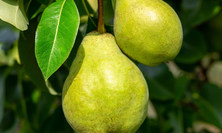 Is Pear A Tropical Fruit? All You Need To Know