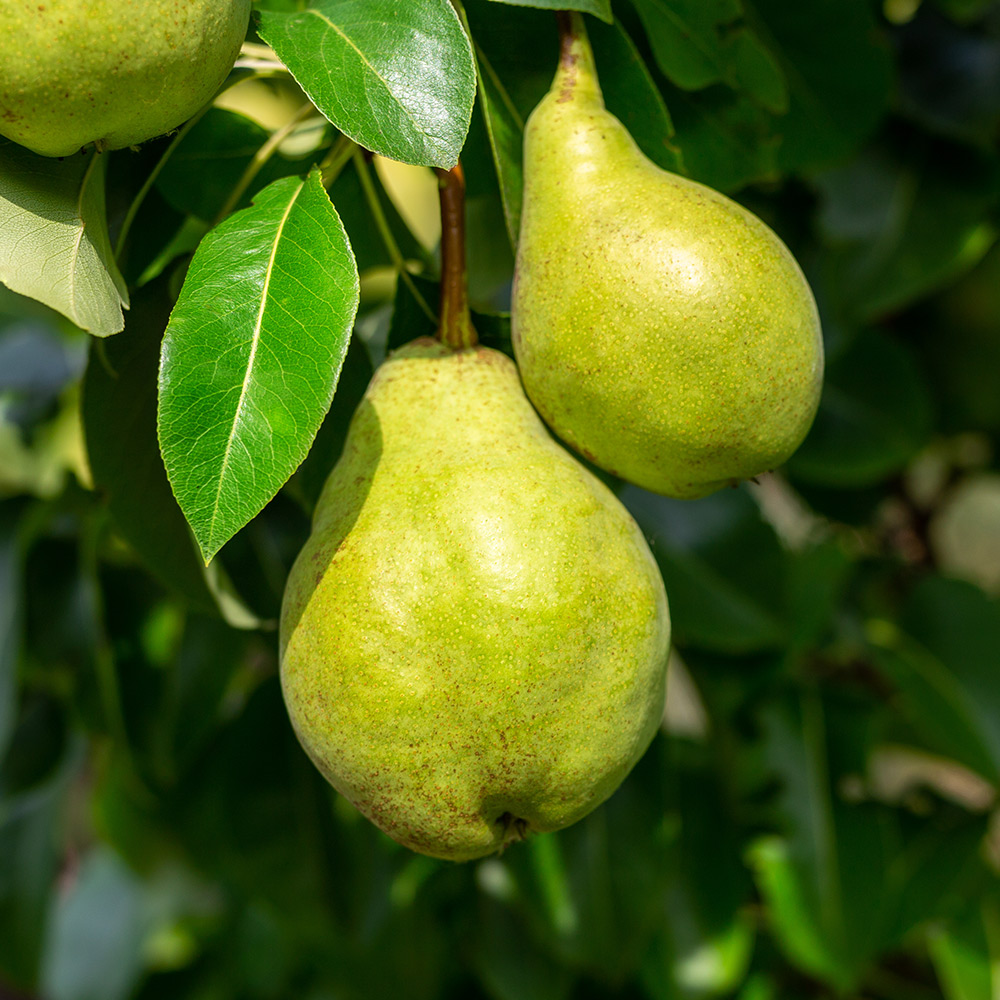 is-pear-a-tropical-fruit-all-you-need-to-know