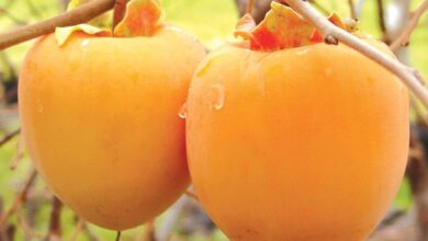 Is Persimmon A Tropical Fruit
