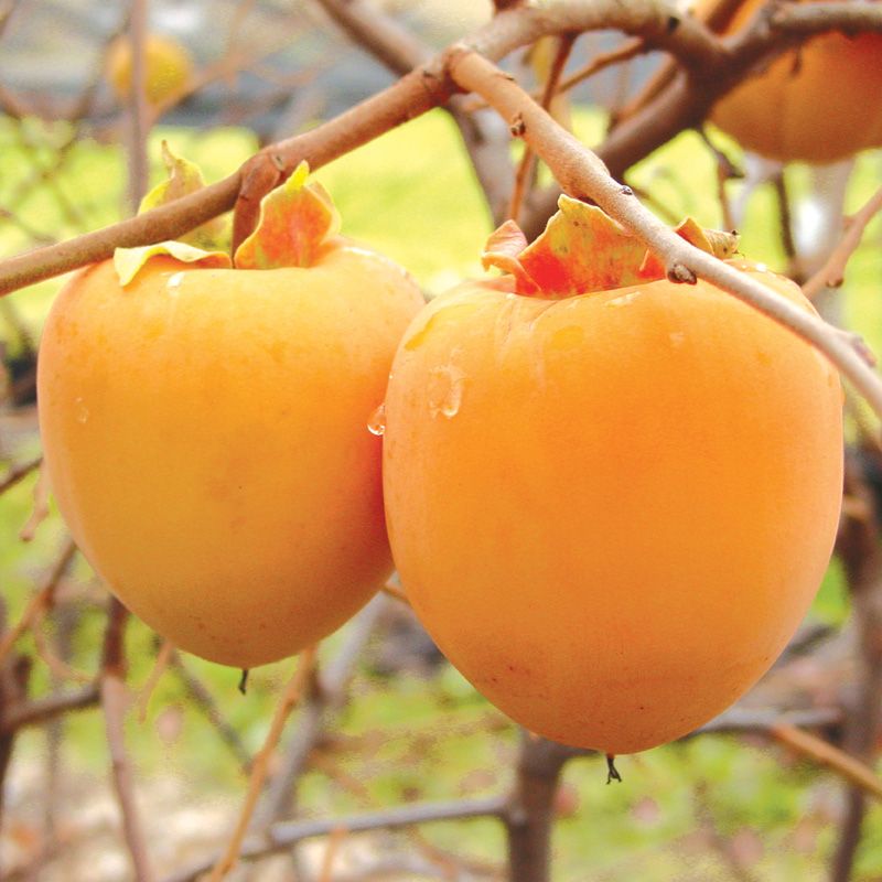 Is Persimmon A Tropical Fruit