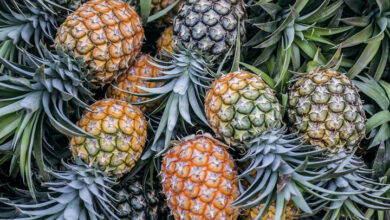 Is Pineapple A Berry, A Pine, Or A Citrus Fruit