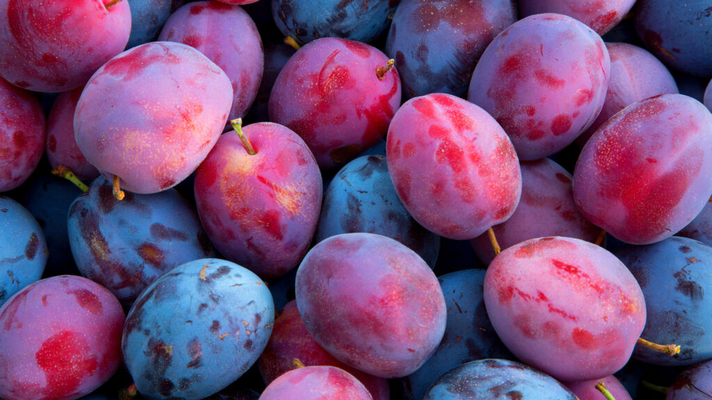 Is Plum A Tropical Fruit