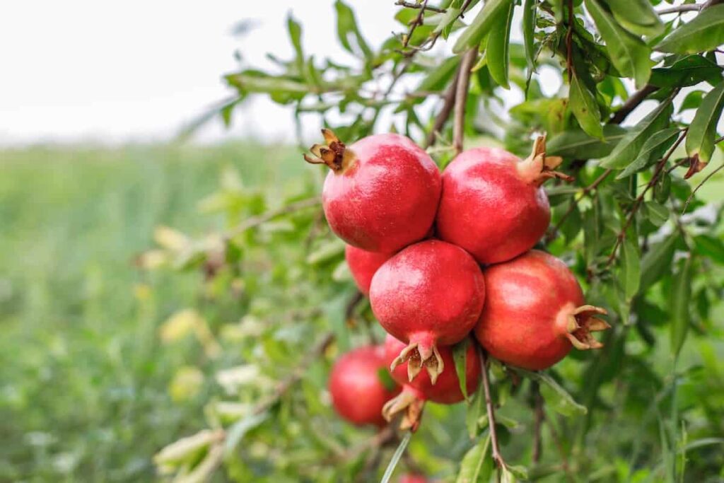 Is Pomegranate A Tropical Fruit