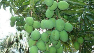Is Unripe Mango Good For You? All You Need To Know
