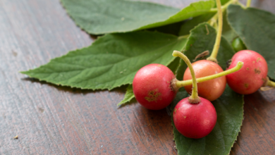 Panama Berry Health Benefits