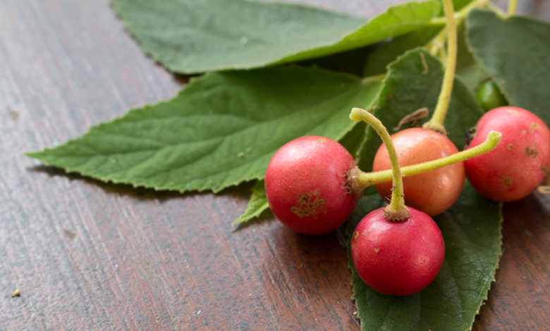 Panama Berry Health Benefits