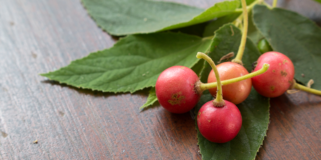 Panama Berry Health Benefits