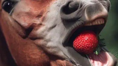 Can horses Eat Strawberries