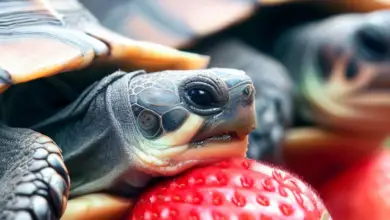 Can Turtles Eat Strawberries? All You Need to Know