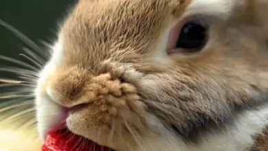 Can Rabbits Eat Strawberries? All You Need to Know