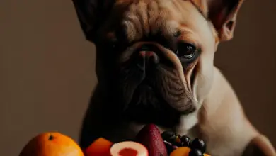 What Fruits Can A French Bulldog Eat? [15 Nutritious Fruits]