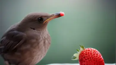 Can Birds Eat Strawberries?