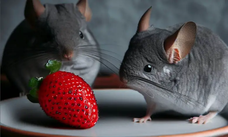 Can Chinchillas Eat Strawberries