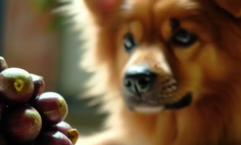 Can Dogs Eat Mangosteen? All You Need To Know