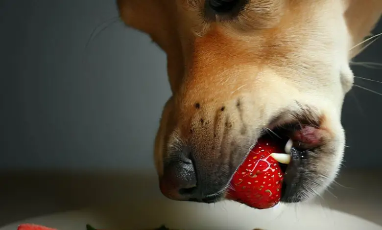 Can Dogs Eat Strawberry Leaves And Stems