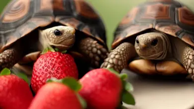 Can Tortoises Eat Strawberries? All You Need To Know