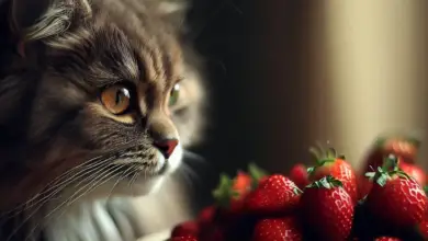 Can Cats Eat Strawberry Leaves